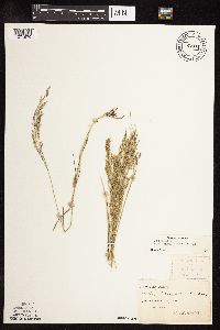Poa pratensis subsp. angustifolia image