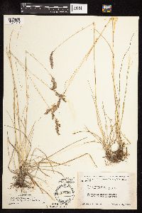 Poa pratensis subsp. angustifolia image