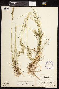 Poa pratensis subsp. angustifolia image