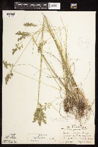Poa pratensis subsp. angustifolia image