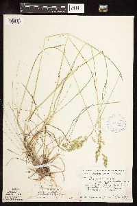 Poa pratensis subsp. angustifolia image