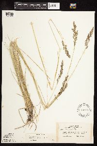Poa pratensis subsp. angustifolia image