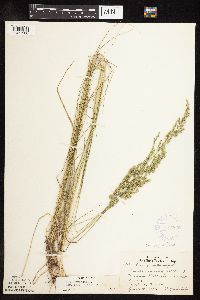 Poa pratensis subsp. angustifolia image