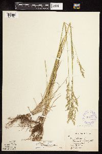 Poa pratensis subsp. angustifolia image