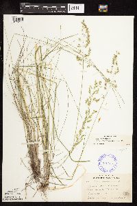 Poa pratensis subsp. angustifolia image