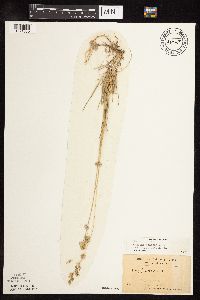 Poa pratensis subsp. angustifolia image