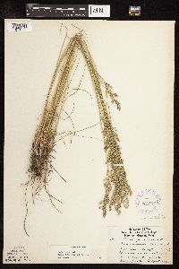 Poa pratensis subsp. angustifolia image
