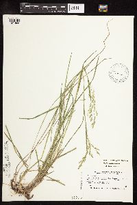 Poa pratensis subsp. pratensis image