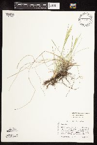 Poa pratensis subsp. pratensis image