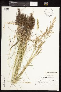 Poa pratensis subsp. pratensis image