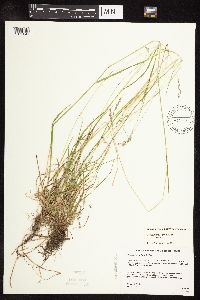Poa saltuensis subsp. saltuensis image