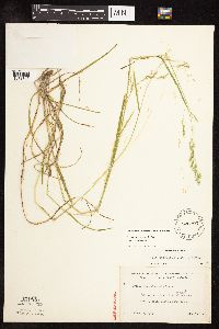 Poa saltuensis subsp. saltuensis image