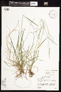Poa saltuensis subsp. saltuensis image