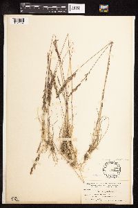 Poa secunda subsp. secunda image