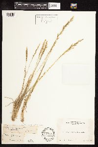 Poa secunda subsp. secunda image