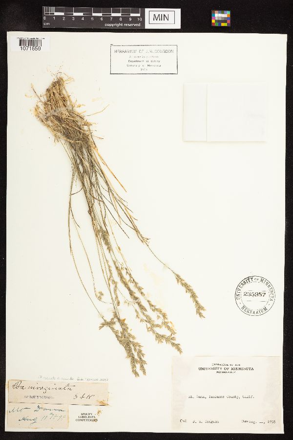 Poa secunda subsp. secunda image