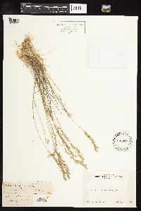 Thumbnail image of current specimen