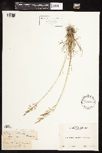 Poa secunda subsp. secunda image