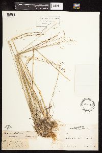 Poa secunda subsp. secunda image