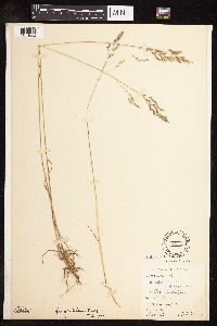 Poa secunda subsp. secunda image