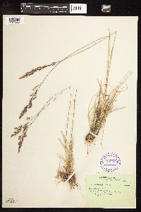 Poa secunda subsp. secunda image