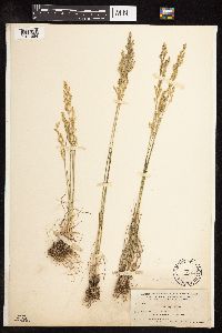 Poa secunda image