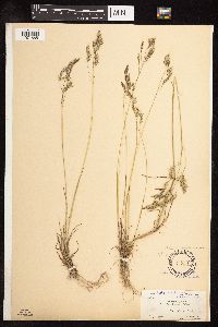 Poa secunda subsp. secunda image