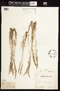 Poa secunda subsp. secunda image