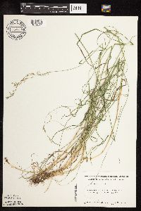 Poa nemoralis image