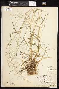 Poa sylvestris image