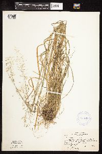 Poa sylvestris image