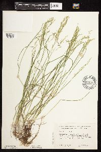 Poa palustris x nemoralis image
