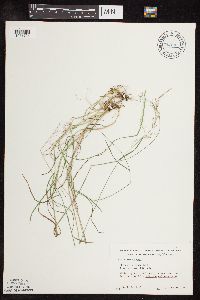 Media resource of Poa nemoralis