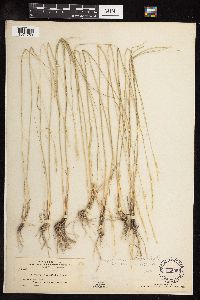 Pseudoroegneria spicata image