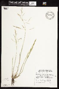 Puccinellia distans image