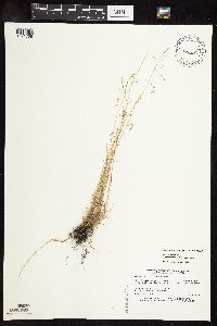 Puccinellia distans image