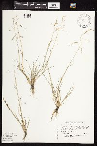 Puccinellia distans image