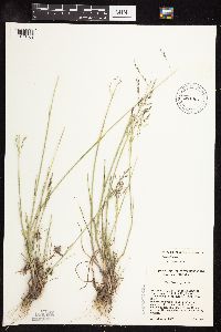 Puccinellia distans image