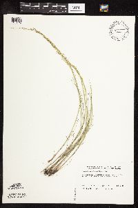 Puccinellia nuttalliana image