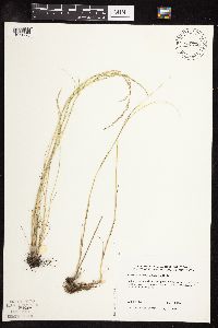 Puccinellia nuttalliana image