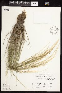 Puccinellia nuttalliana image