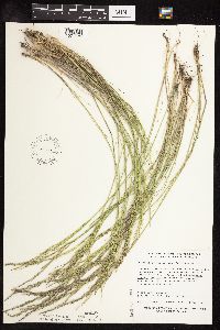 Puccinellia nuttalliana image