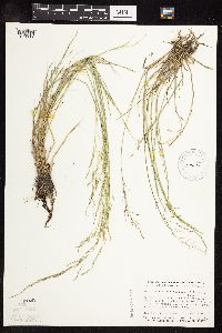 Puccinellia nuttalliana image