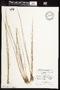 Puccinellia nuttalliana image