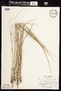Puccinellia nuttalliana image