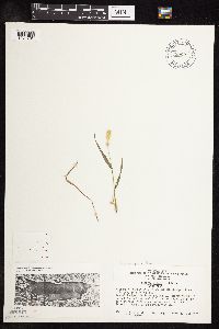 Setaria pumila subsp. pumila image