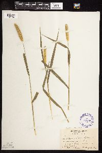 Setaria pumila subsp. pumila image