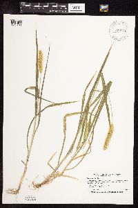 Setaria pumila subsp. pumila image