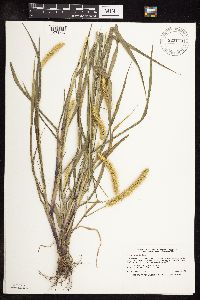 Setaria pumila subsp. pumila image