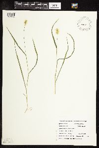 Setaria pumila subsp. pumila image